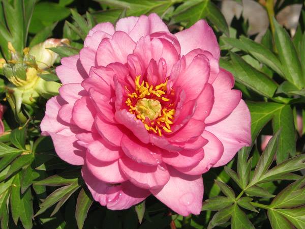 Paeonia (Pivoine) - Pink Double Dandy (itoh)
